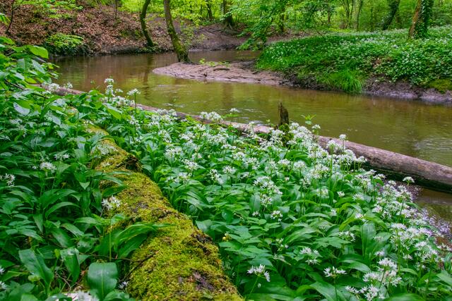 8 Bärlauchfeld in Herxheim/Südpfalz | Foto: Volker Fleckser