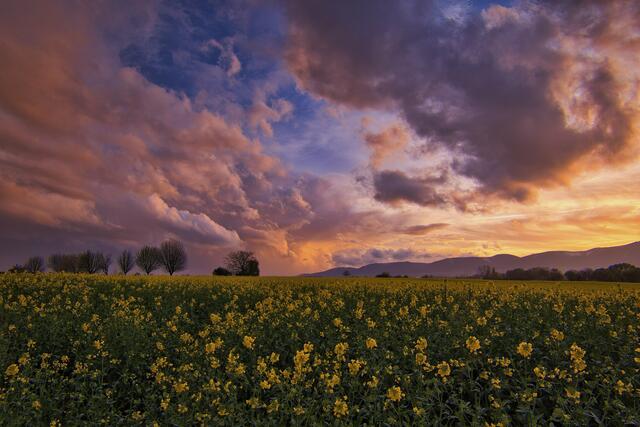 34 NW-Duttweiler: Sonnenuntergang mit dramatischen Wolken im Rapsfeld | Foto: Alexander Böshans