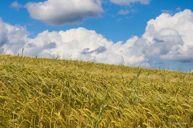 16 Felder bei Reifenberg  | Foto: Selina Krugsberger