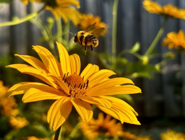 13 Die Biene beim Pollen sammeln beobachtet. Aufgenommen in einem Garten in Kindsbach (Kreis Landstuhl). | Foto: Alexandra Scott