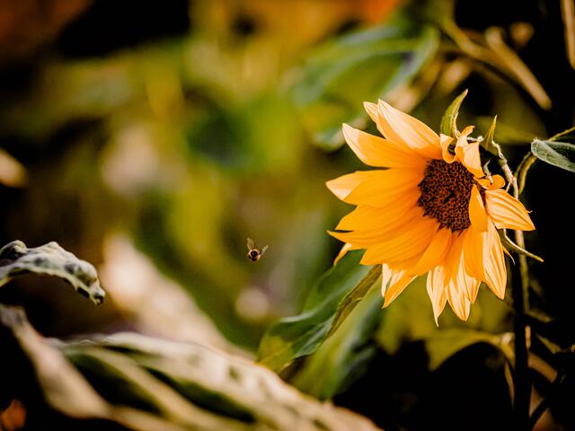 24 Hummel im Sturzflug - Im Sonnenblumenfeld zwischen Graben-Neudorf und Hambrücken | Foto: Regina König