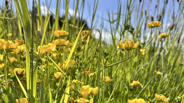 6 Sommerfelder in Trippstadt | Foto: Jessica Hammel