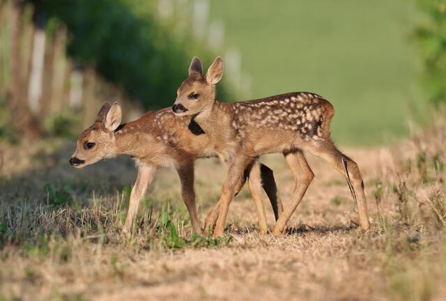 29 Morgens um sieben ist die Welt noch in Ordnung.
Rehkitze in den südpfälzer Weinbergen bei Kapsweyer. | Foto: Joachim Braun