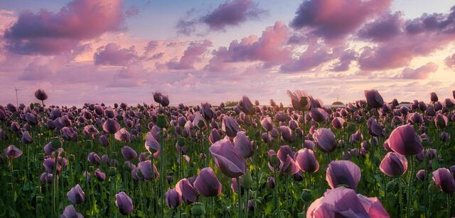 33 Mohnblumen am Donnersberg | Foto: Gabi Lichtmannegger