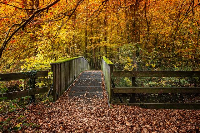 15 Rülzheimer Wald, unter der Brücke fließt der Rottenbach | Foto: Beate Wurster
