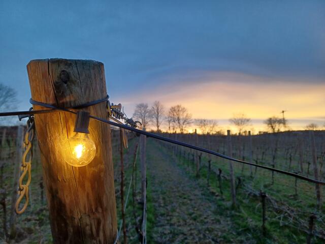 4 Weinbergleuchten Spielberg Ungstein  | Foto: Andrea Hussong