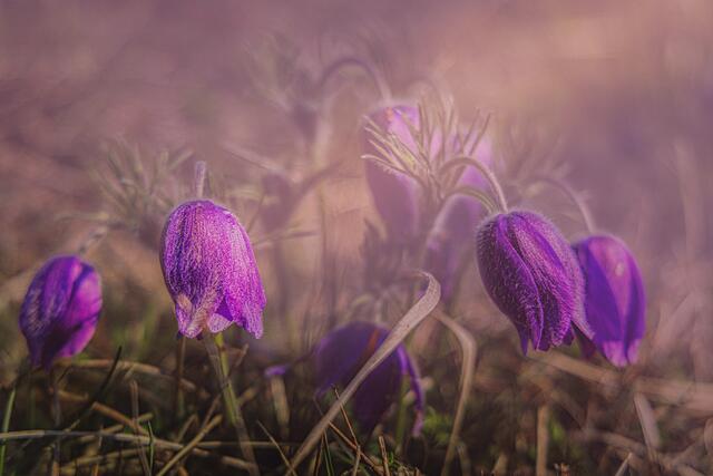 13 Küchenschelle im ersten Morgenlicht bei Battweiler/ Sickinger Höhe | Foto: Jürgen Leis