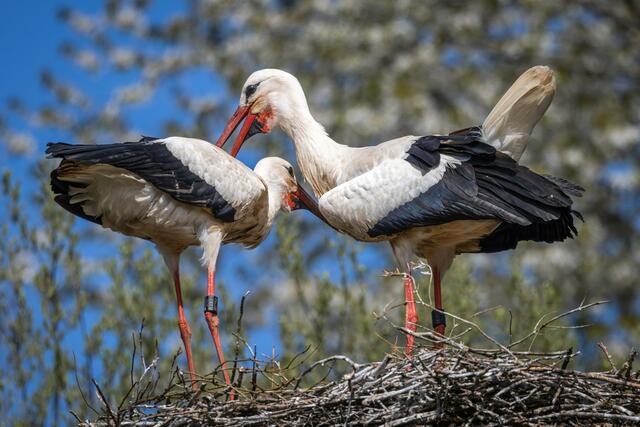 25 Frühlingsgefühle bei den Störchen in Theisbergstegen/ Nordpfalz | Foto: Jürgen Leis