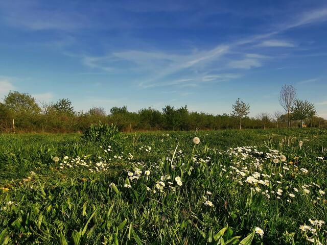 32 Frühlingsboten vor Obstplantage bei Freinsheim | Foto: Winfried Zombik