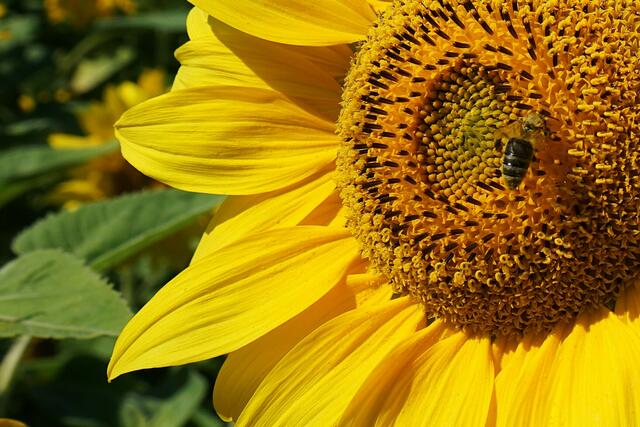 2 Im Sonnenblumenfeld in Meckenheim. | Foto: Sonja Weinhold