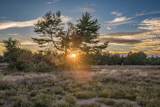 6 Sonnendurchbruch
aufgenommen in der Mehlinger Heide | Foto: Elmer Geissler