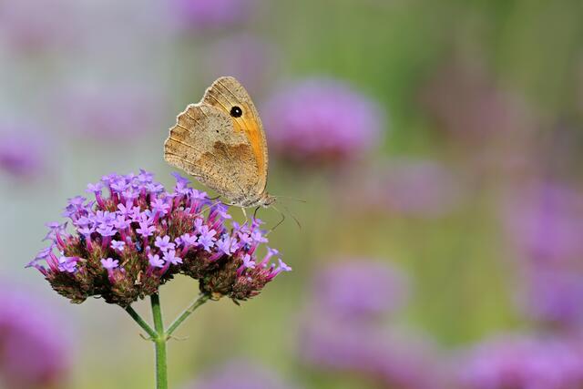 29 Großes Ochsenauge
Aufgenommen in meinem Garten in Leimersheim | Foto: Beate Wurster