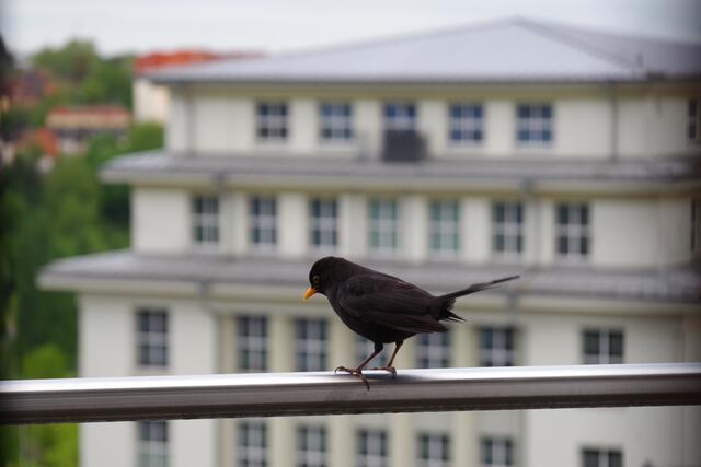 16 Amsel auf Balkon, Hintergrund Rheinberger Pirmasens | Foto: Horst Stefan List