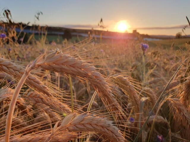 22 Getreideacker in zwischen  Albessen und Konken | Foto: Katja Bensel