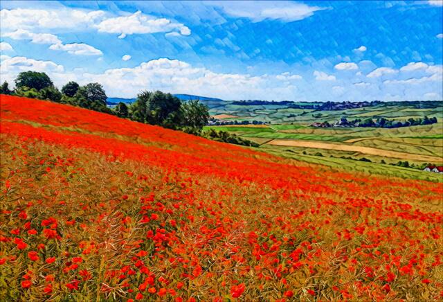 13 Gemeindeberg Grünstadt - Nach der Rapsblüte verbreitet nun die Mohnblume ihr leuchtendes Rot im Leiningerland. | Foto: Harald Koch - HK PhotoArt
