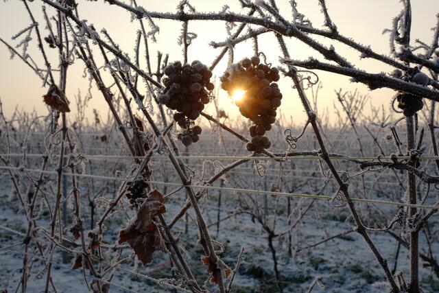 1 Freimersheim Ackergasse: Das Gäu im Frühnebel | Foto: Carli Zöller