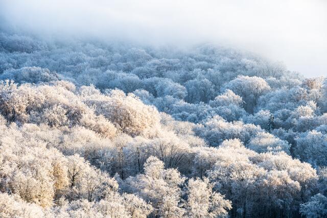 36 Reifbesatz am Kaiserstuhl | Foto: Marvin Jülch