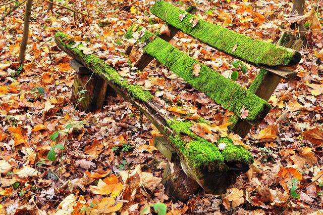 15 Im Wald bei Neustadt an der Weinstraße. | Foto: Sergejew Jakob
