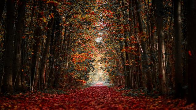 13 Strahlende Herbst-Allee im Kammerforst in Graben-Neudorf | Foto: Regina König