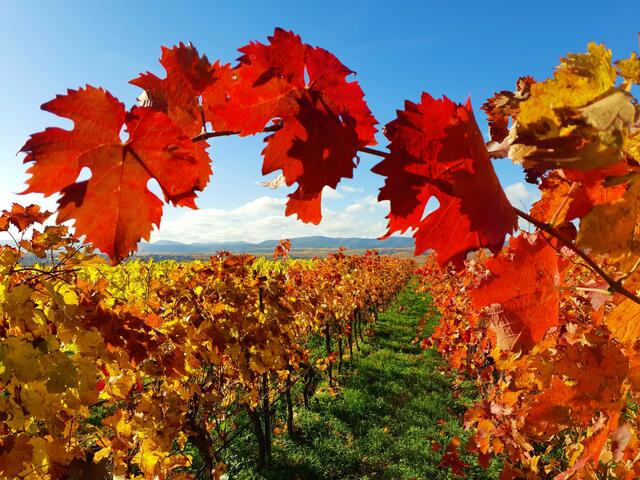 37 Leuchtende Pfalz, aufgenommen bei Freinsheim | Foto: Torsten Kerbeck