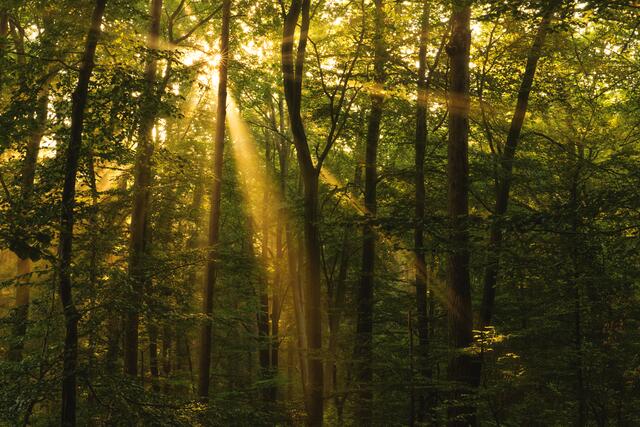 48 Sonne durchbricht den Morgennebel im Wald bei Wattenheim, September 2024 | Foto: Julia Litzenberger
