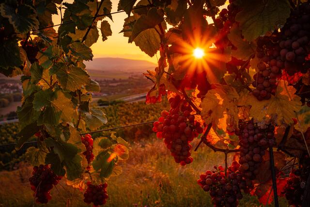 32 Sonnenuntergang im Zellertal mit Blick zum Donnersberg | Foto: Florian Bauer 