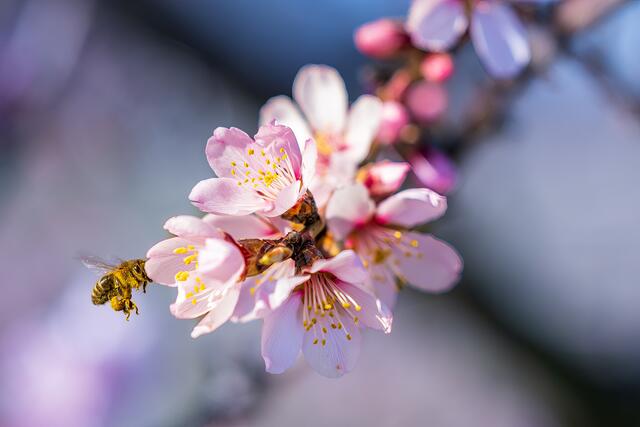 12 Mandelblüte Gimmeldingen | Foto: Stefan Jung