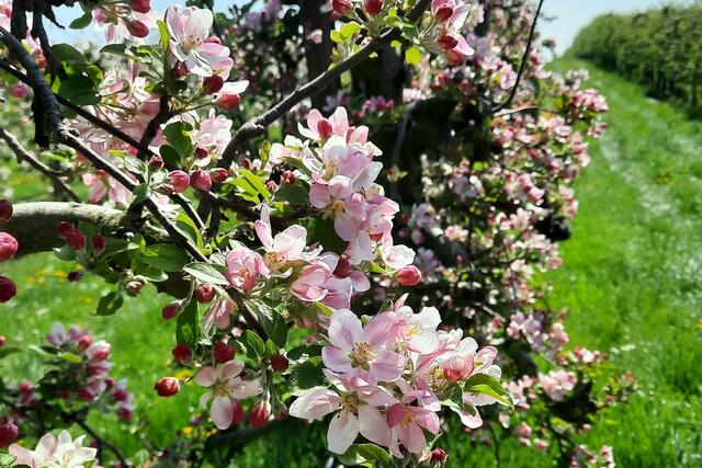 3 Apfelblüte in Meckenheim | Foto: Sonja Weinhold