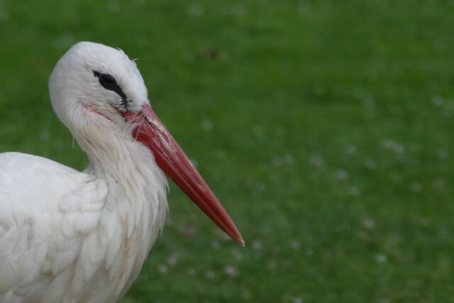 20 Storch beim Nestbau Luisenpark Mannheim | Foto: Stephanie Langenfelder