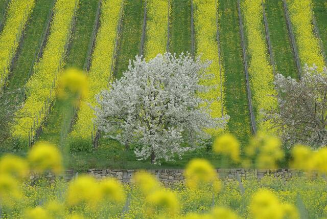 44 Blühende Weingärten bei Freinsheim in der Pfalz | Foto: Torsten Kerbeck
