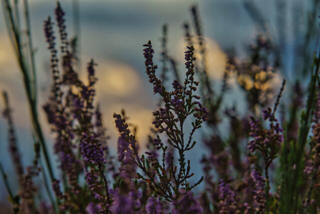 8 Spätsommer Mehlinger Heide | Foto: Heinz Mann