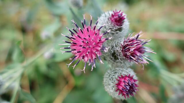 32 Klettendistel bei Neureut  | Foto: Sarah Brunner