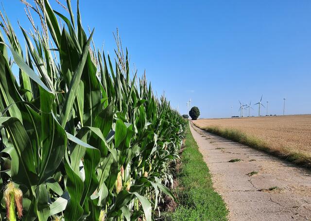 33 Maisfeld in der Gemarkung Einselthum  | Foto: Dagmar Bürcky-Bernhard