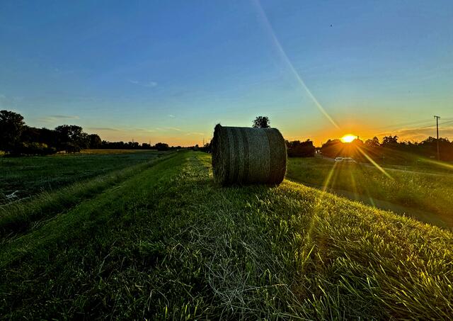 46 Rundballen auf dem Rheindamm bei Maximiliansau im Sonnenuntergang | Foto: Corinna Grasmehr