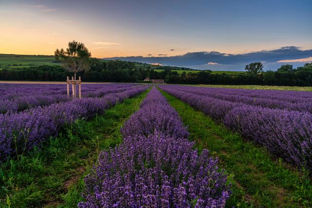 3 Lavendelfeld bei Grünstadt nach Sonnenuntergang | Foto: Ralph Beetz
