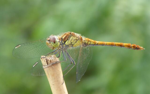 37 Unsere Hauslibelle
Mannheim Neckarau im Juni  | Foto: DIETER KAISER