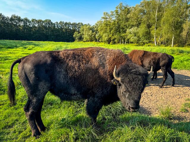 42 Bison, Schweighofen | Foto: Jörg Colling