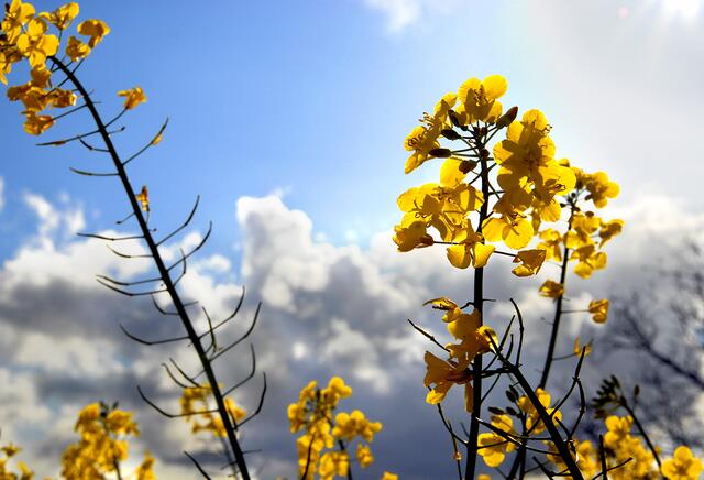 36 Rapsfeld bei Bad Bergzabern | Foto: Viktor Baidinger
