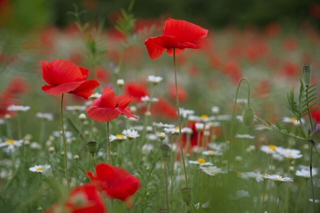 48 Mohnblume bei Schifferstadt | Foto: Claus Wieland