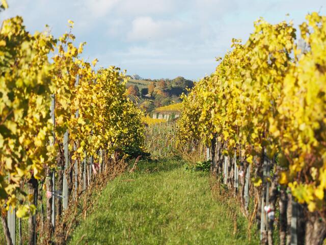 12 Anfang November bei der Michaelskapelle in Bad Dürkheim.
Die Weinreben leuchten in der spätherbstlichen Sonne. | Foto: Alisa Herbst
