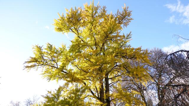 27 Der Herbst in seiner schönsten Pracht Park Schloss Eichtersheim  | Foto: Sarah Brunner