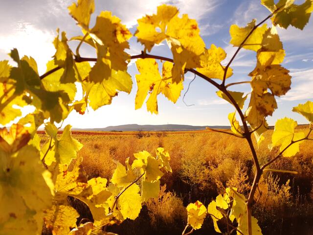 36 Eine beliebte Kombination: Spargel und Wein; aufgenommen in den Weinbergen zwischen Birkenheide und Weisenheim am Sand | Foto: Torsten Kerbeck
