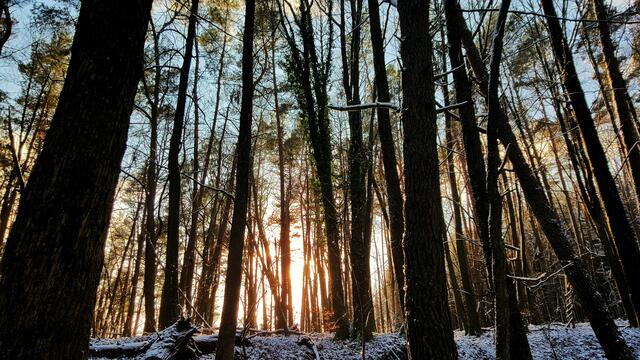 4 Die Sonne durchbricht den verschneiten Wald

Zwischen Lug und Hauenstein  | Foto: Ronnie Hammer 