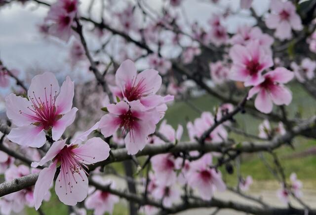 7 Gimmeldinger Mandelblüte | Foto: Michelle Newton