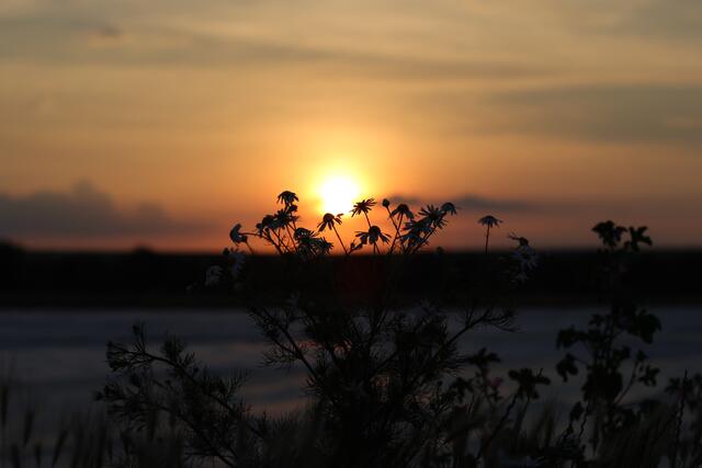 9 Sonnenuntergang im Feld in Dirmstein | Foto: Kirsten Löffler