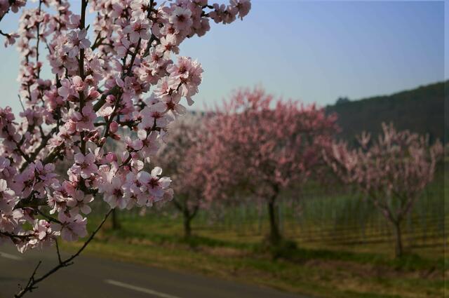 30 Gimmeldingen Mandelblüte | Foto: Florian Bauer 