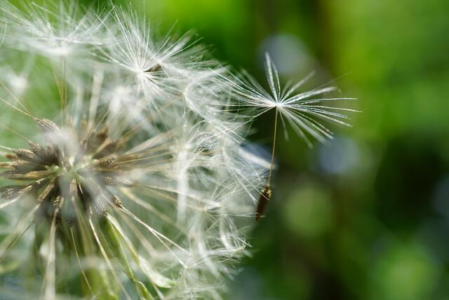 9 Pusteblume / Oberweiler im Tal | Foto: Melanie Braun