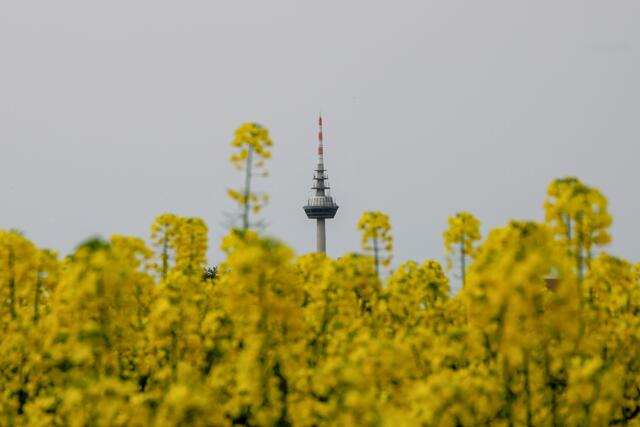 42 Fernmeldeturm Mannheim im Rapsfeld beim Maimarktgelände | Foto: Maren Rödelbronn