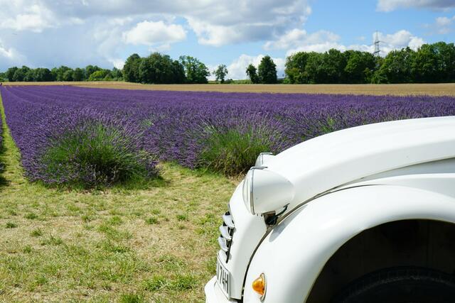 4 Lavendelfeld in der Pfalz von BlauSinn in Grünstadt-Asselheim. | Foto: Sonja Weinhold