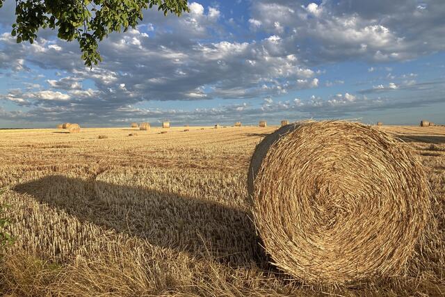 32 Getreideernte bei Kandel | Foto: Jürgen Fischer